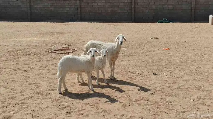 متبع متاومه تحتها 2 بهم ذبايح 3