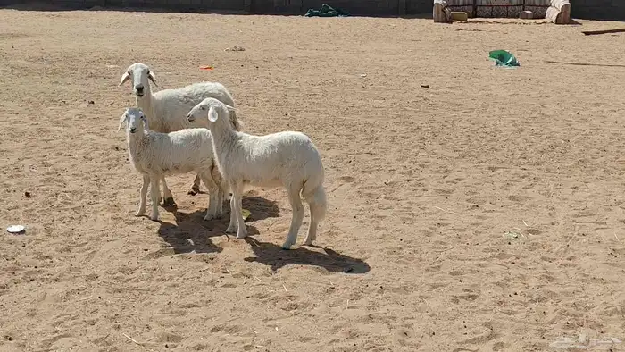 متبع متاومه تحتها 2 بهم ذبايح 4