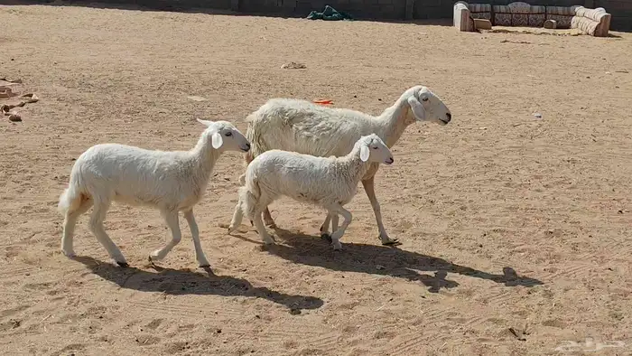 متبع متاومه تحتها 2 بهم ذبايح 6