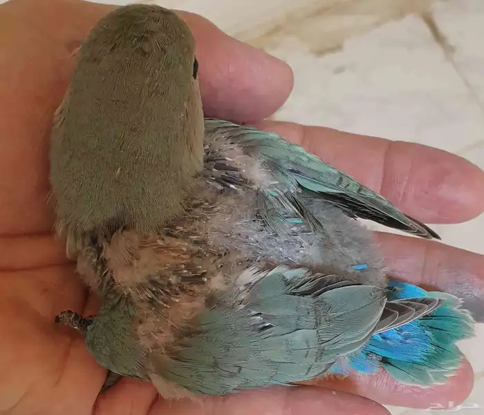 فرخ روز تركوازي محجل مع ملحقات 3