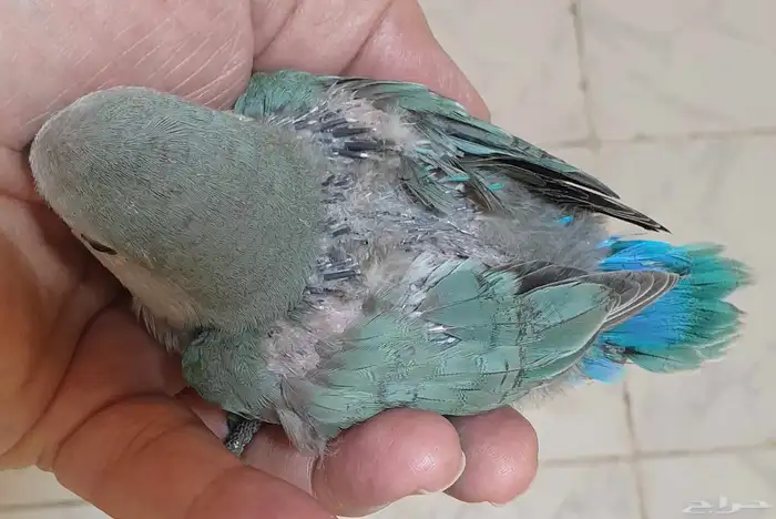 فرخ روز تركوازي محجل مع ملحقات 2