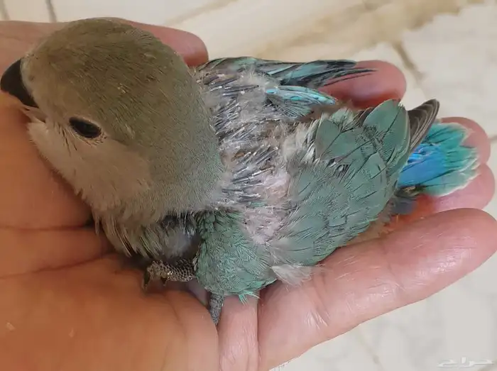 فرخ روز تركوازي محجل مع ملحقات 0