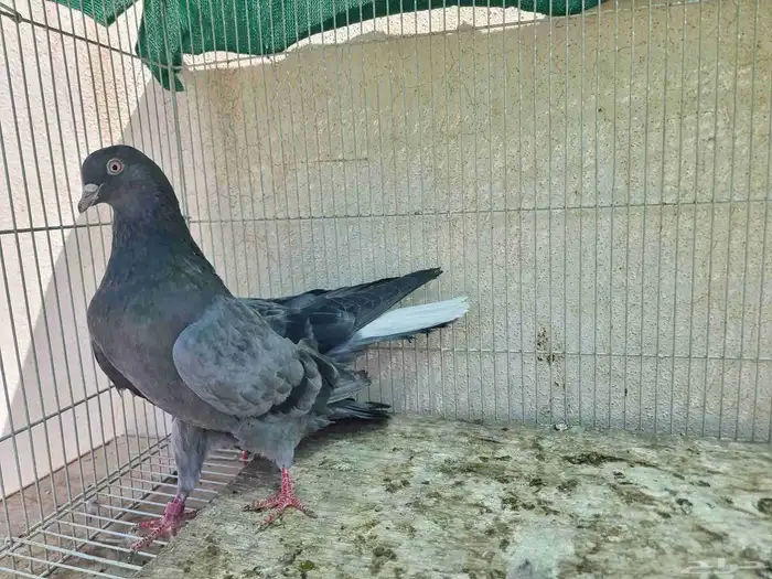حمام قطايف امهات 11