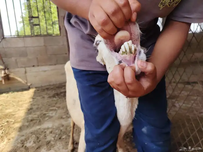 ضان لبيع 5