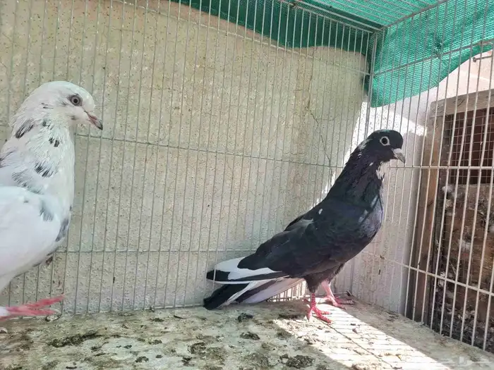 حمام قطايف امهات 1