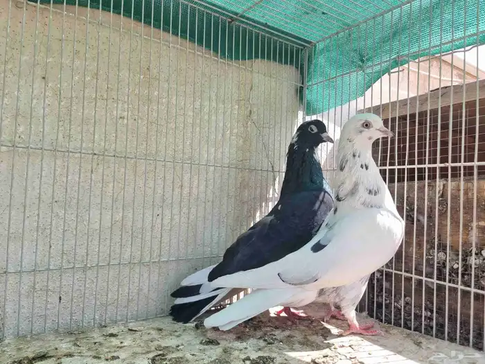 حمام قطايف امهات 4