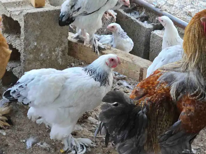 دجاج براهما كولمبي وبوف للبيع 6