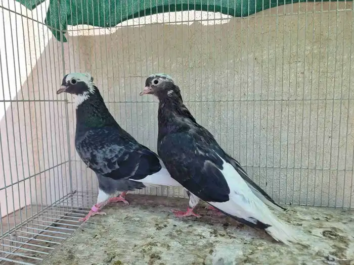حمام قطايف امهات 20