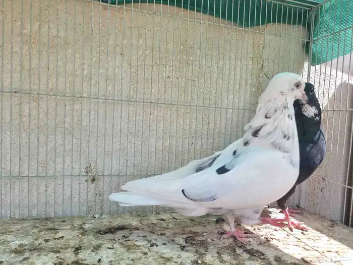 حمام قطايف امهات 3