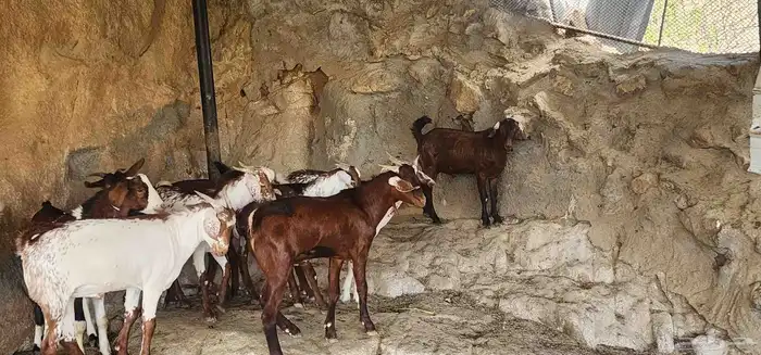 تيوس بلدي طيبة 0