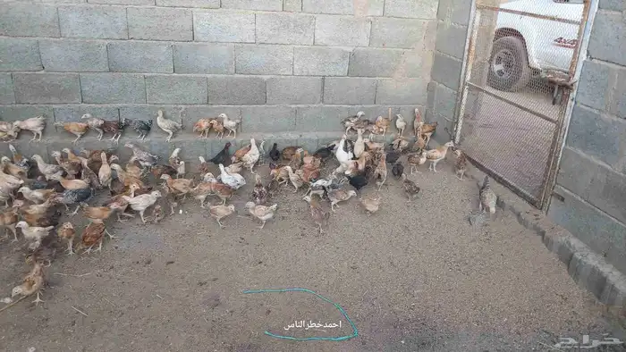 صوص للبيع 1