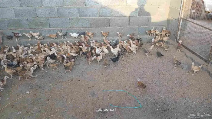 صوص للبيع 3