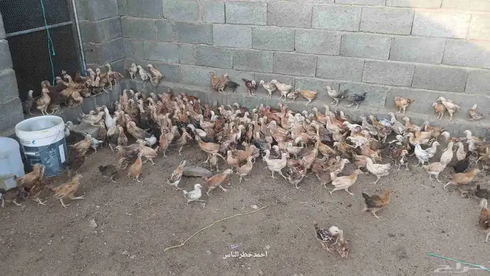 صوص للبيع 2