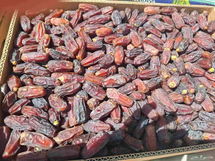 العلا مركز الحجر 2