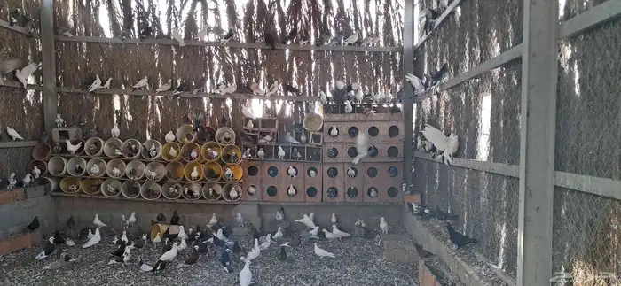 حمام للبيع في حق الشارع وفي ابيض وفي زلجل وفي رقاص وصغار 1