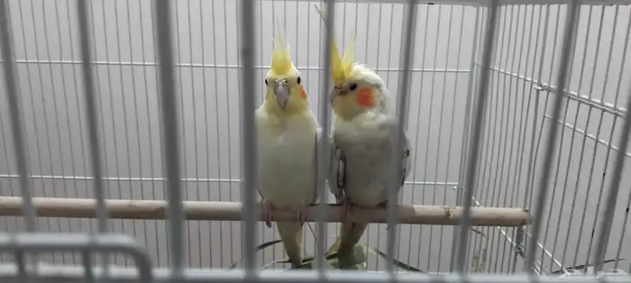 مزاد لمدة يوم على زوج طيور كروان 0