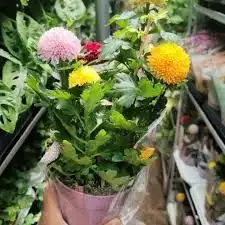 زراعه جميع انواع الاشجار والنخل والنجيل كل ما يتعلق بالزراعه 7