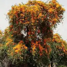 بذور فرفاره بالكيلو 0