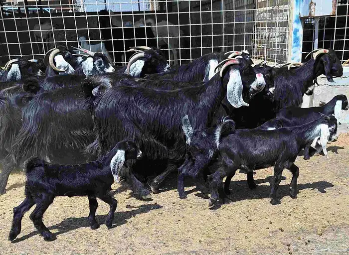 معزا عوارض منايح خلفات العدد 15 با الفحل تحتها 7 للقناي 2