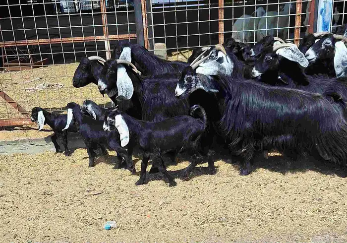 معزا عوارض منايح خلفات العدد 15 با الفحل تحتها 7 للقناي 29