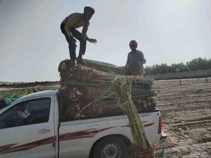 يوجد لدينا جميع انواع النخيل المثمر 4