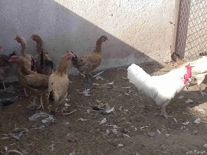 دجاج بلدي البيع على السوم 1