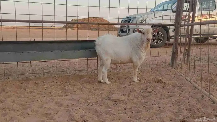 تيس قزمي أبيض أبرص 1