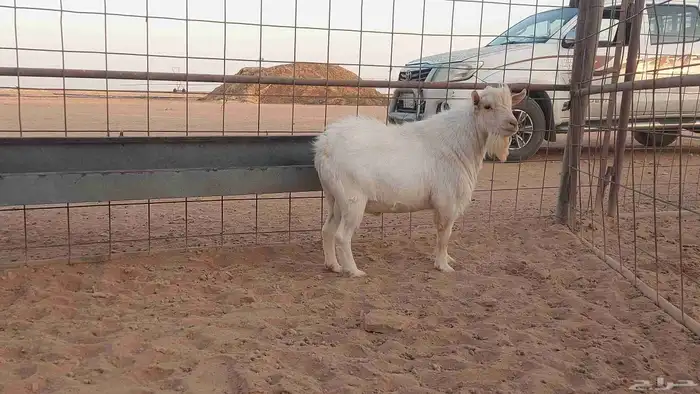 تيس قزمي أبيض أبرص 2