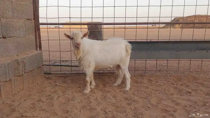 تيس قزمي أبيض أبرص 3