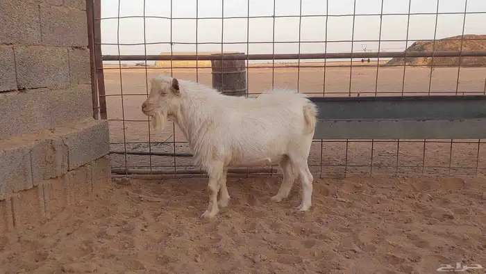 تيس قزمي أبيض أبرص 0