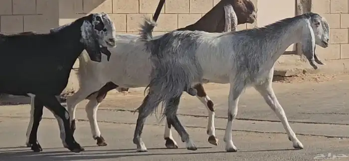 4 معزا دفيع شرط توم فحص سونار 3