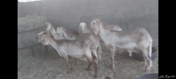 4 سواكنيات وفحل الاحساء الهفوف 0