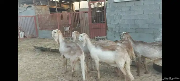 4 سواكنيات وفحل الاحساء الهفوف 5