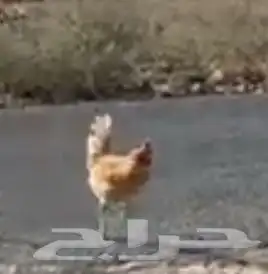 ديك بني شرط لايشكي من شي لايتواصل الى صامل سعر 30 0