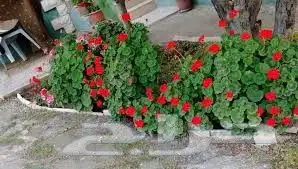 زراعه جميع انواع الاشجار والنخل والنجيل كل ما يتعلق بالزراعه 9