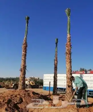 نخل للبيع 8