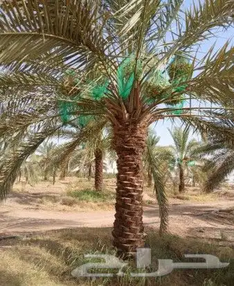 نخل للبيع نخيل مثمر نقايل جثايث خلاص سكري صقعي برحي شيشي سلج 3