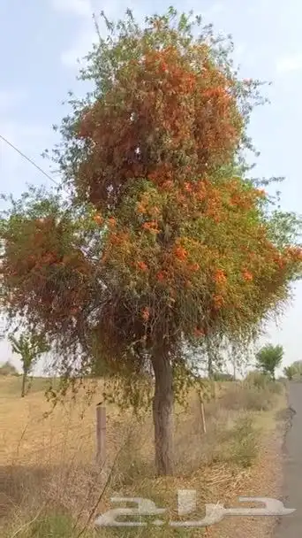 بذور فرفاره بالكيلو 1