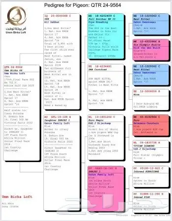 ذكر زاجل قطري 1