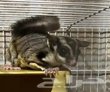 شوقر قلايدر - السنجاب الطائر Male Sugarglider 2