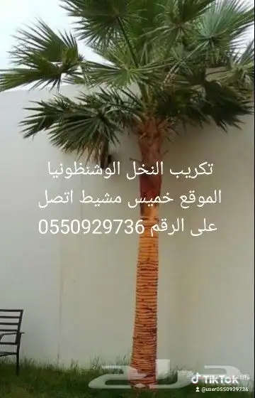 نخل للبيع 1