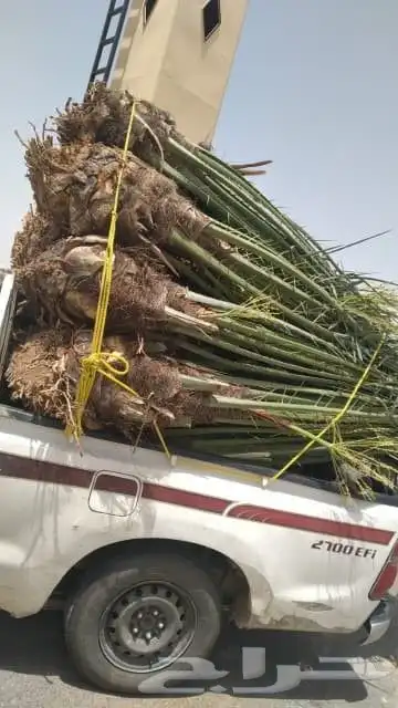 النخل للبيع 0