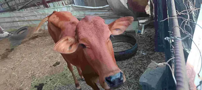 المجارده أحد ثربان 4