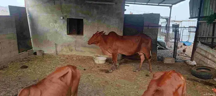 المجارده أحد ثربان 5