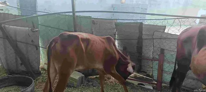 المجارده أحد ثربان 2