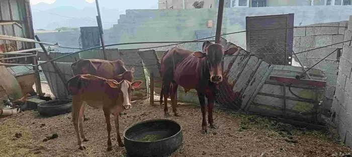 المجارده أحد ثربان 8