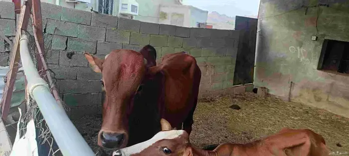 المجارده أحد ثربان 6