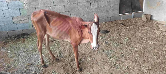 المجارده أحد ثربان 1