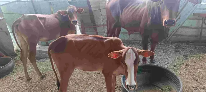 المجارده أحد ثربان 7