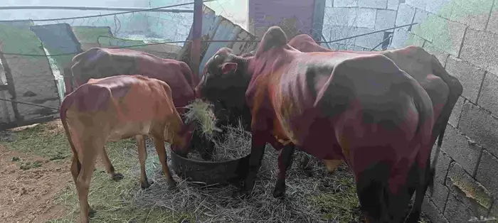 المجارده أحد ثربان 0